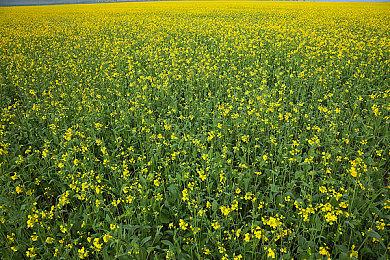 KK官方对战平台首期淘金计划圆满结束，投稿淘金赚万元现金！